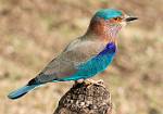 Indian Roller